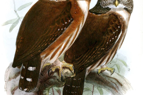 Central American Pygmy Owl