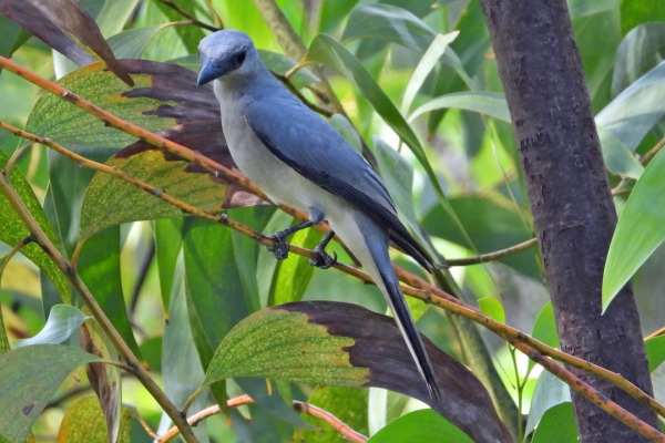Ceram Imperial Pigeon