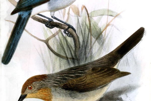 Cerulean Paradise-Flycatcher