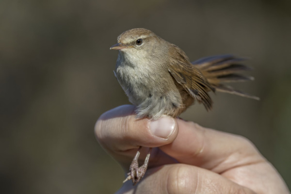 Cetti's Warbler