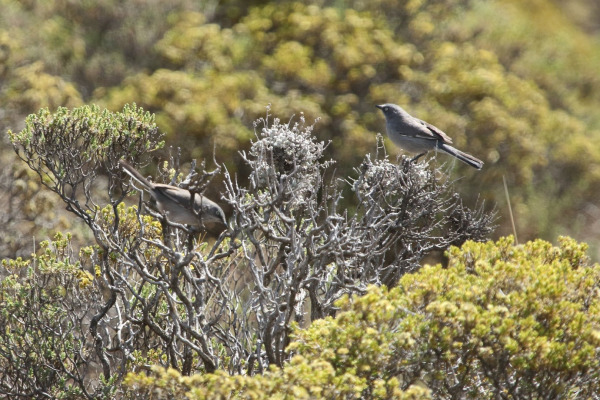 Ceylon Rufous Babbler
