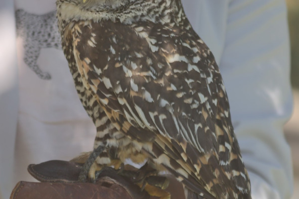 Chaco owl