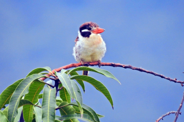 Chaco puffbird