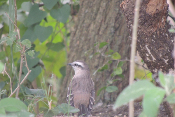 Chalk-browed Mockingbird