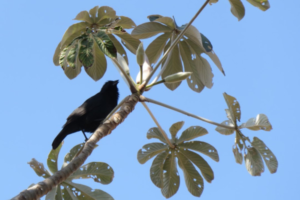 Chalk-browed Mockingbird