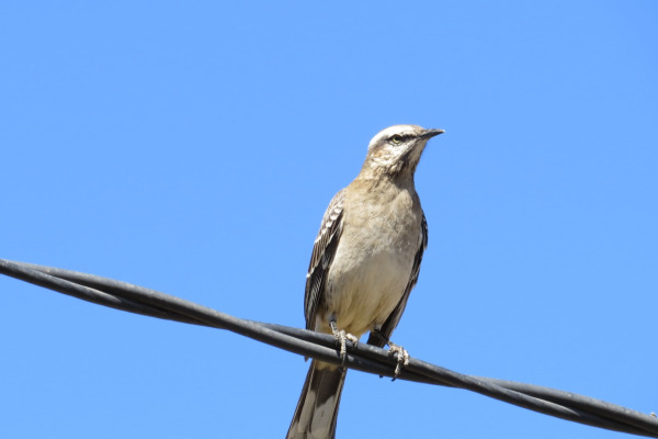 Chalk-browed Mockingbird