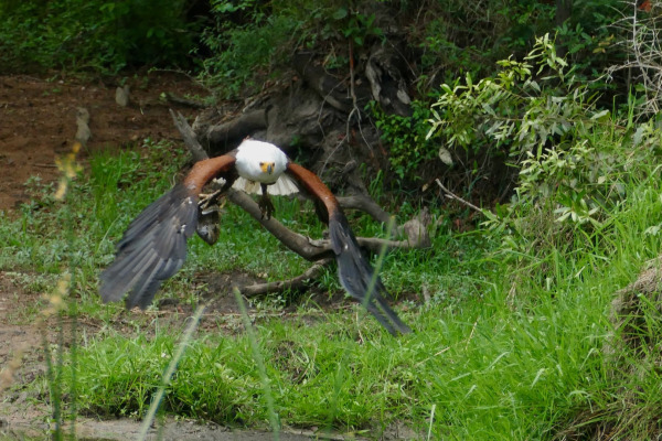 Changeable Hawk-Eagle