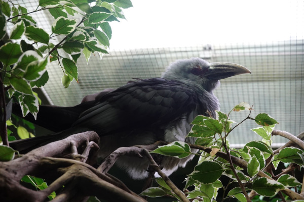 Channel-billed Cuckoo