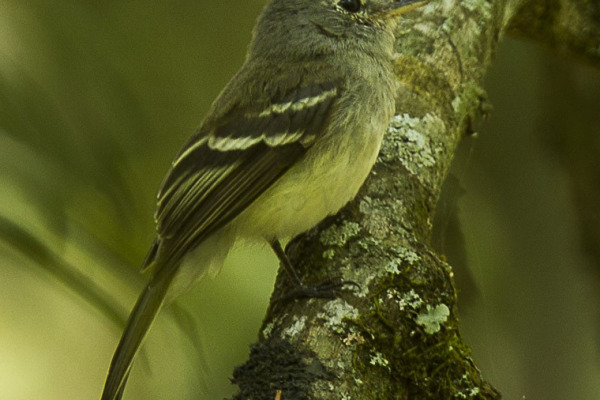 Chapada Flycatcher