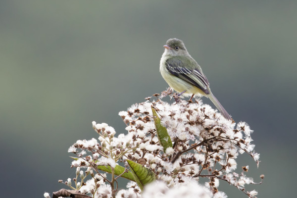Chapada Flycatcher