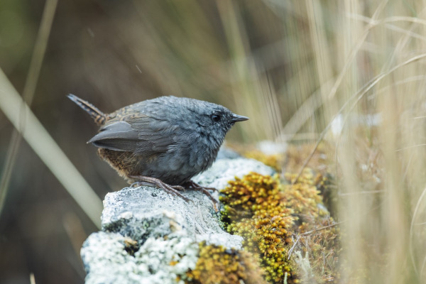 Chapada Tapaculo