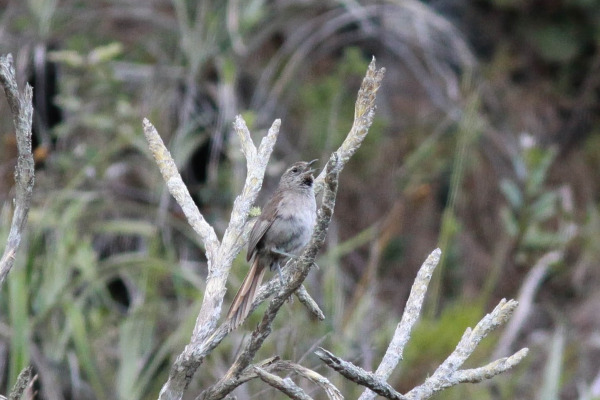 Chaparri tapaculo