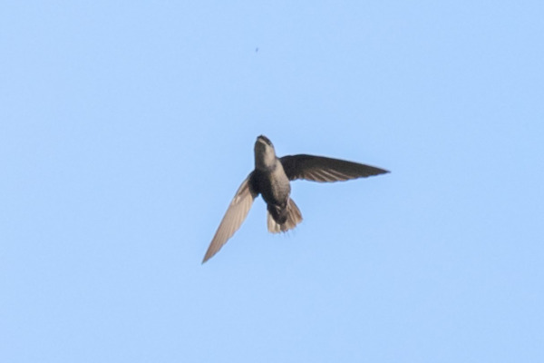 Chapman's swift