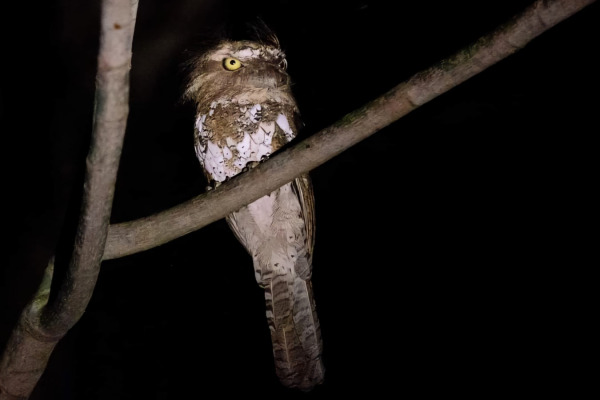 Chasen's frogmouth