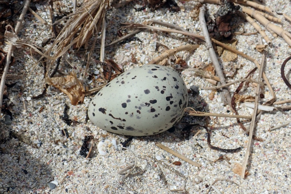 Chatham Island oystercatcher