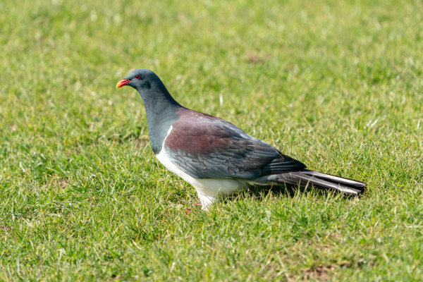 Chatham Island pigeon