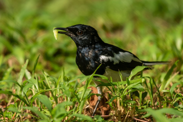 Chatham Island robin