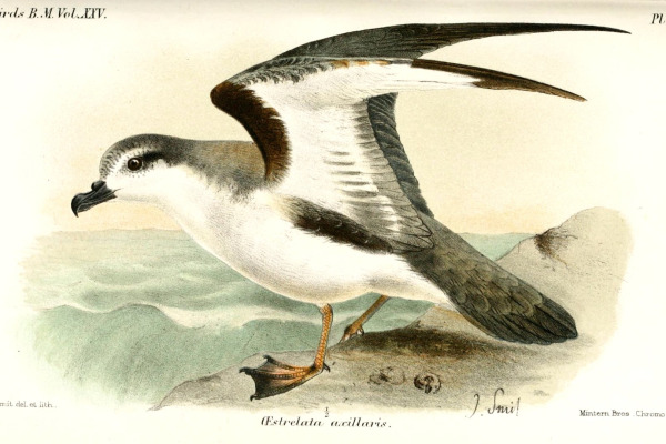 Chatham Island Taiko