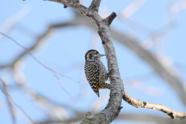 Checkered Woodpecker