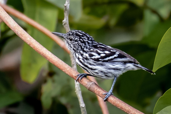 Cherrie's antwren