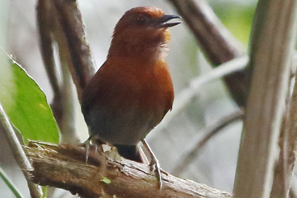 Cherrie's spinetail