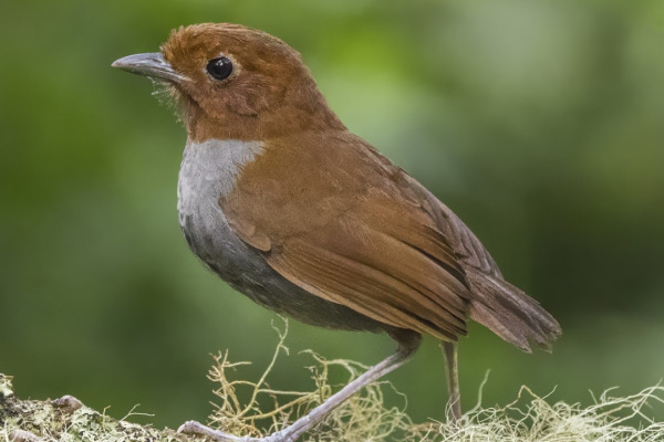 Chestnut Antpitta