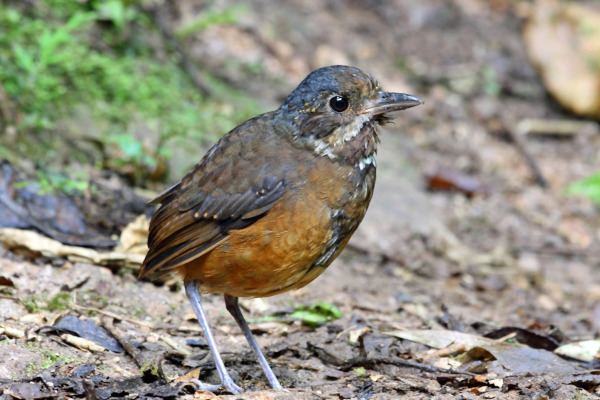 Chestnut Antpitta