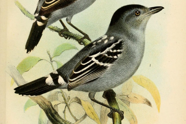 Chestnut-backed Antshrike