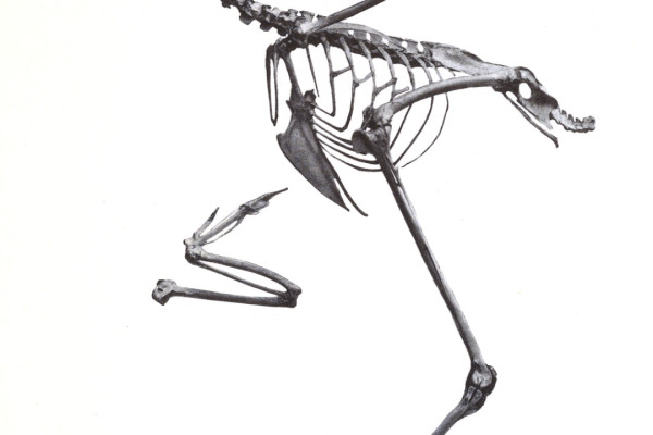 Chestnut-backed Bush-Warbler