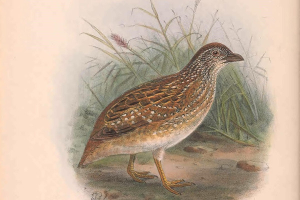 Chestnut-backed Buttonquail