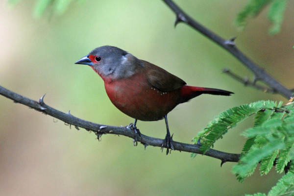 Chestnut-backed Firefinch