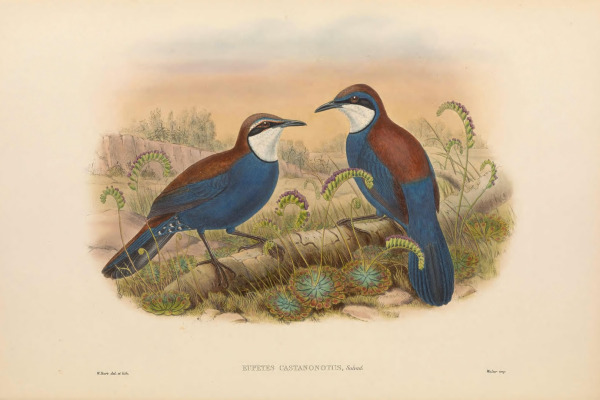 Chestnut-backed Jewel-babbler