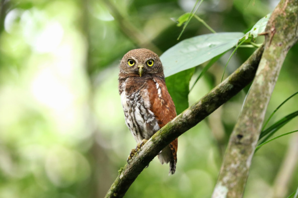 Chestnut-backed Owlet