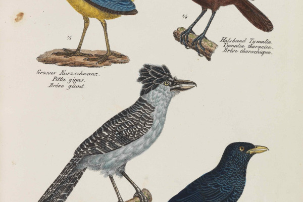 Chestnut-backed Scimitar Babbler