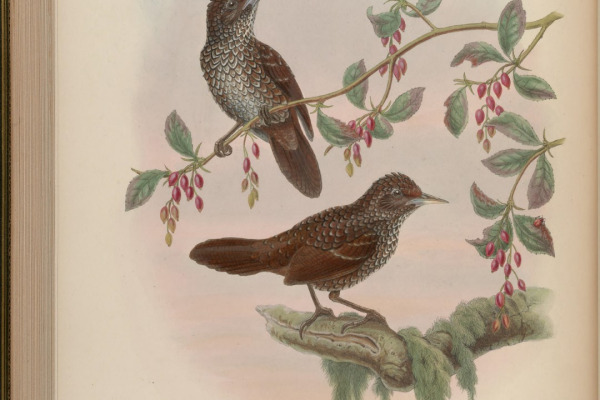 Chestnut-backed Scimitar Babbler