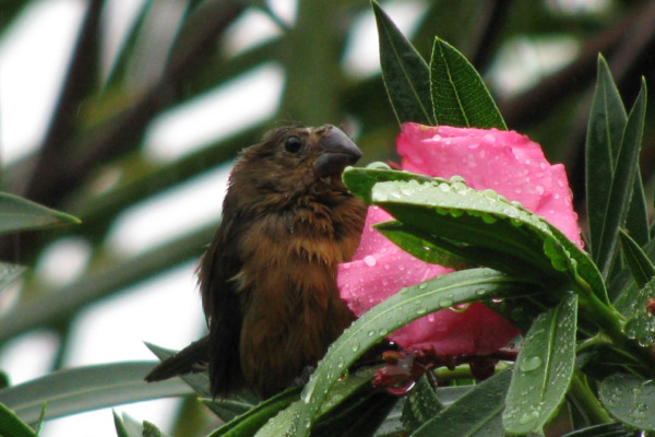 Chestnut-backed Sparrow-Weaver