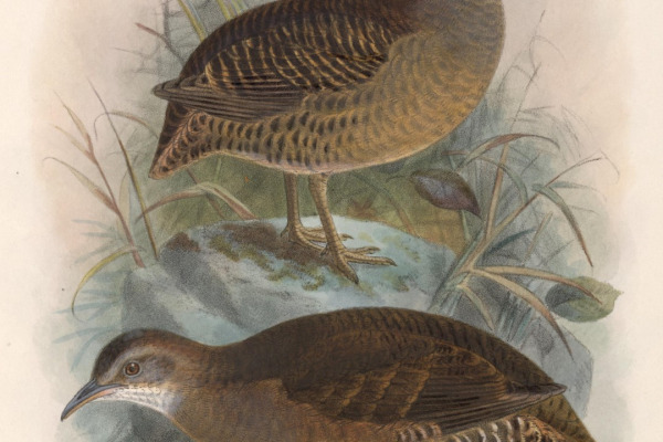 Chestnut-backed Spinetail