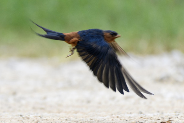 Chestnut-backed swallow