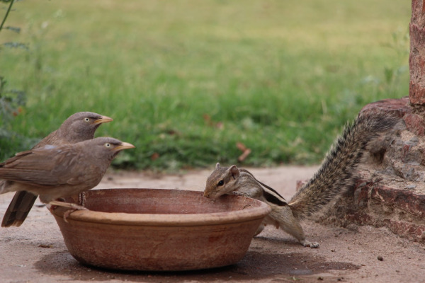 Chestnut-backed Thrush