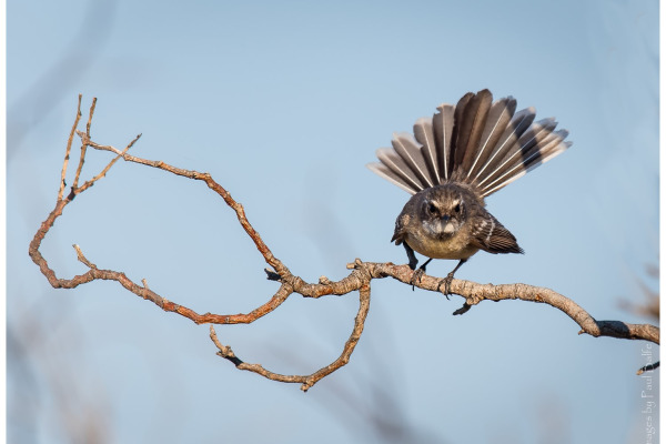 Chestnut-bellied Fantail