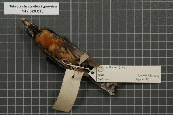 Chestnut-bellied Fantail