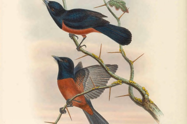 Chestnut-bellied Monarch