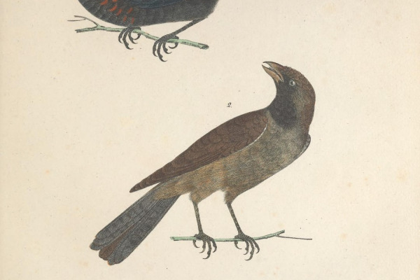 Chestnut-bellied Mountain Tanager