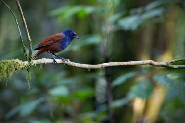 Chestnut-bellied Rock Thrush