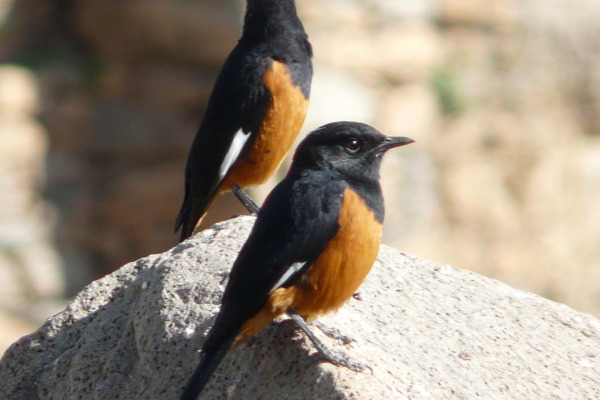 Chestnut-bellied Rock Thrush
