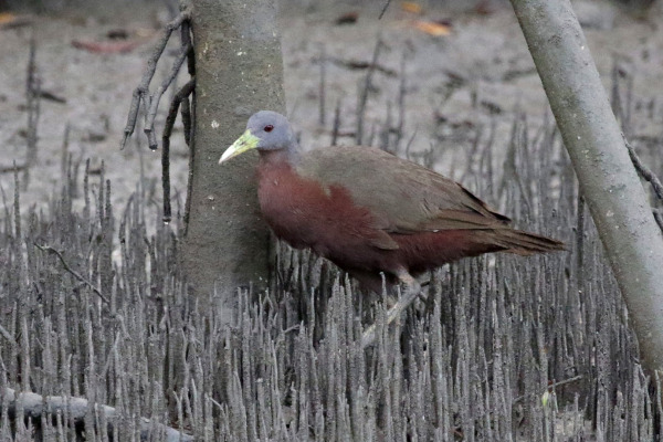 Chestnut-bellied Sandgrouse
