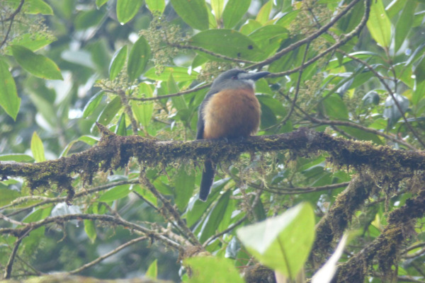 Chestnut-bellied Sandgrouse
