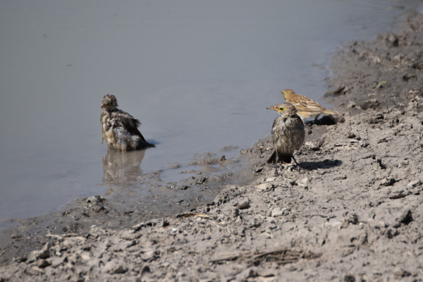 Chestnut-bellied Sandgrouse