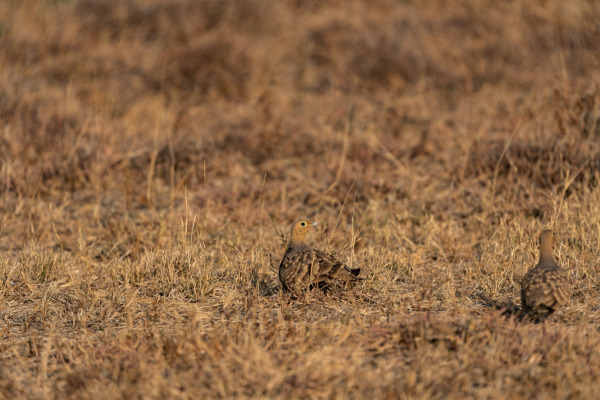 Chestnut-bellied Sandgrouse