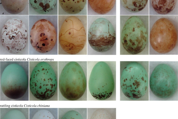 Chestnut-bellied seed-finch